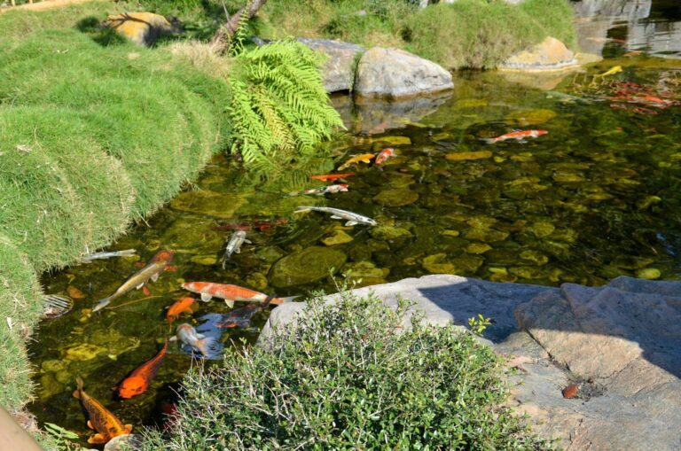 a pond filled with lots of fish next to a lush green hillside