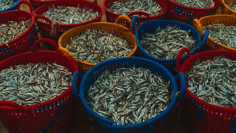 a bunch of buckets filled with lots of fish