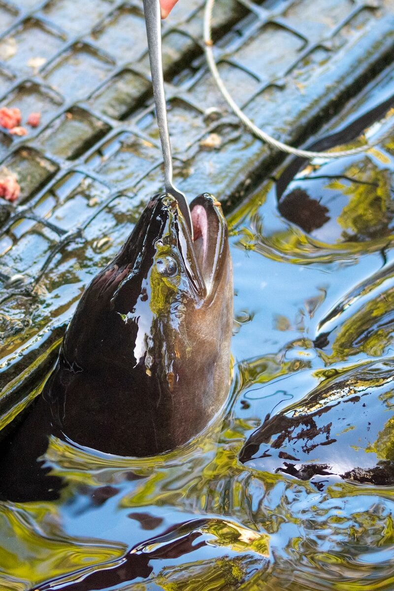 a turtle swimming in water