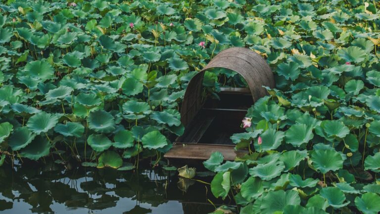 Rusty barrel in a pond filled with lily pads