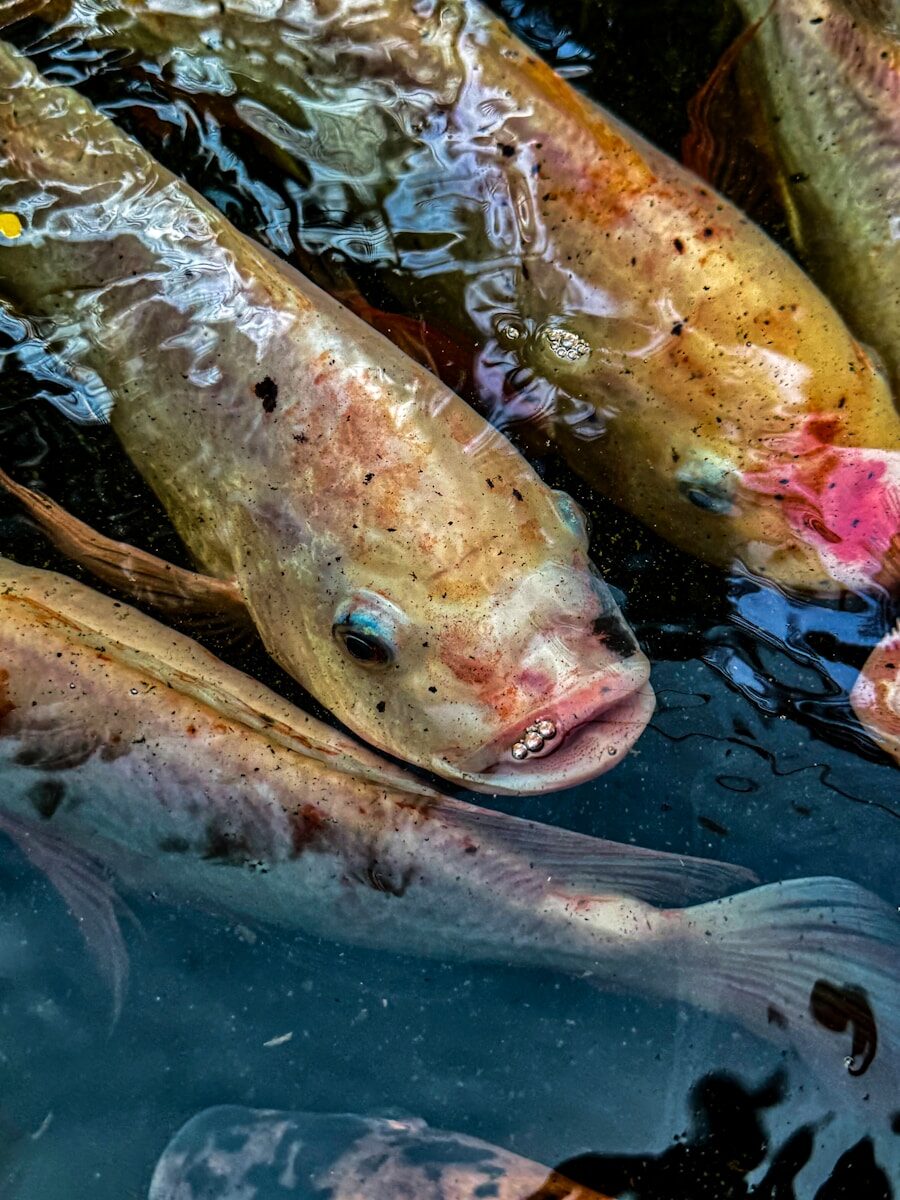 Several large fish swim close together in murky water.