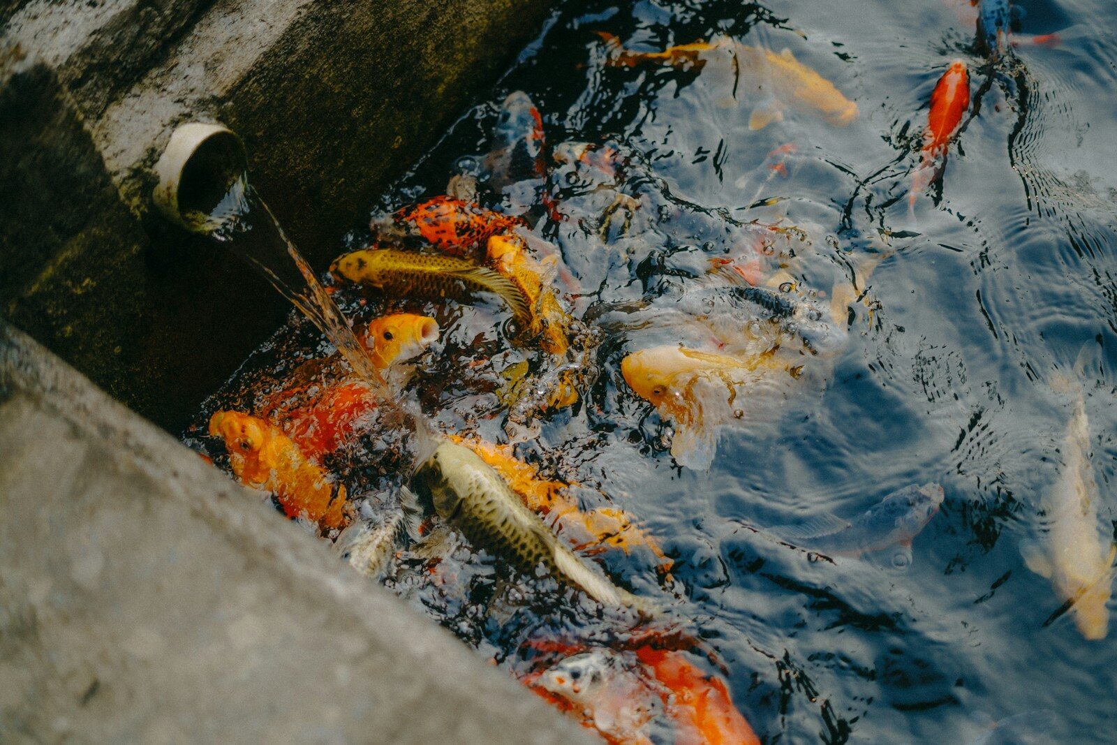 a bunch of fish that are in the water