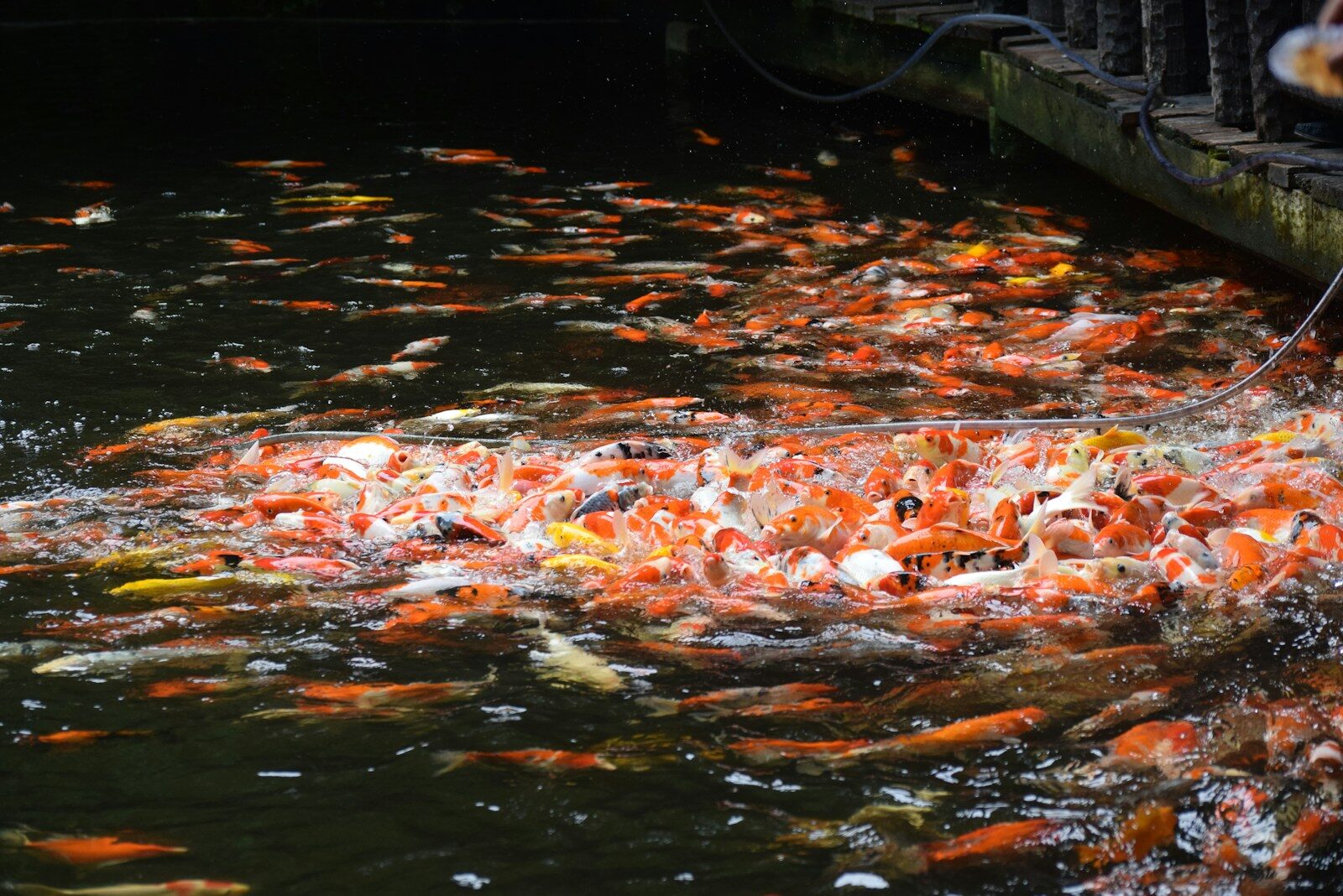 a bunch of fish that are in the water