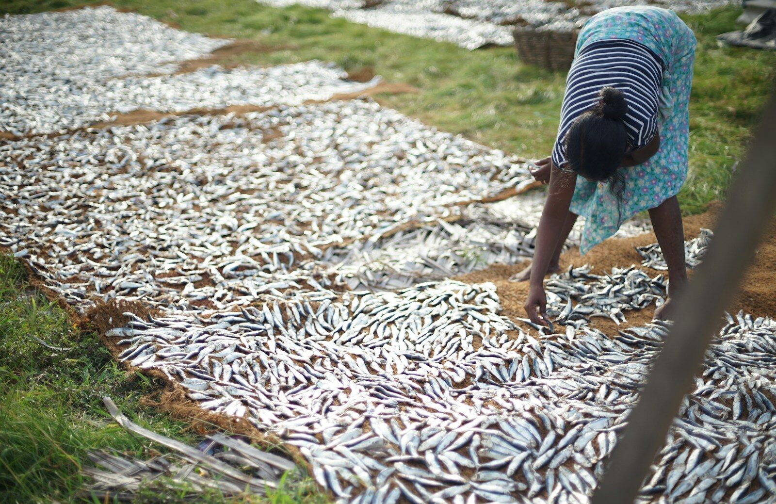 A woman bending over a pile of dead fish
